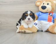 6 week old Cavalier King Charles Spaniel Puppy For Sale - Windy City Pups