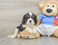 5 week old Cavalier King Charles Spaniel Puppy For Sale - Windy City Pups