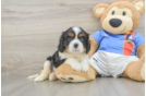 Small Cavalier King Charles Spaniel Baby
