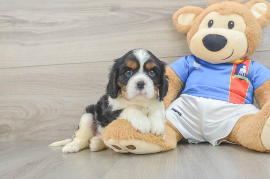 Small Cavalier King Charles Spaniel Baby
