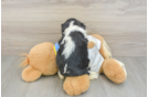 Best Cavalier King Charles Spaniel Baby