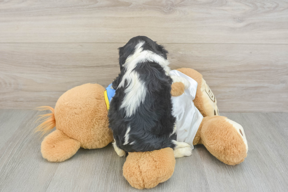 Best Cavalier King Charles Spaniel Baby