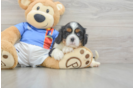 Cute Cavalier Purebred Puppy