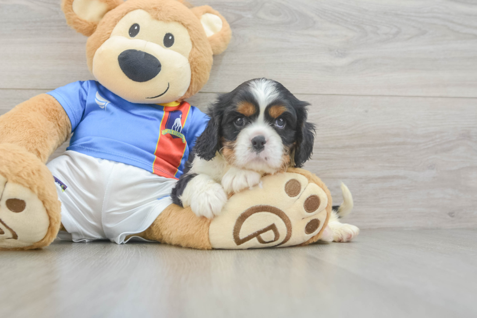Cute Cavalier Purebred Puppy
