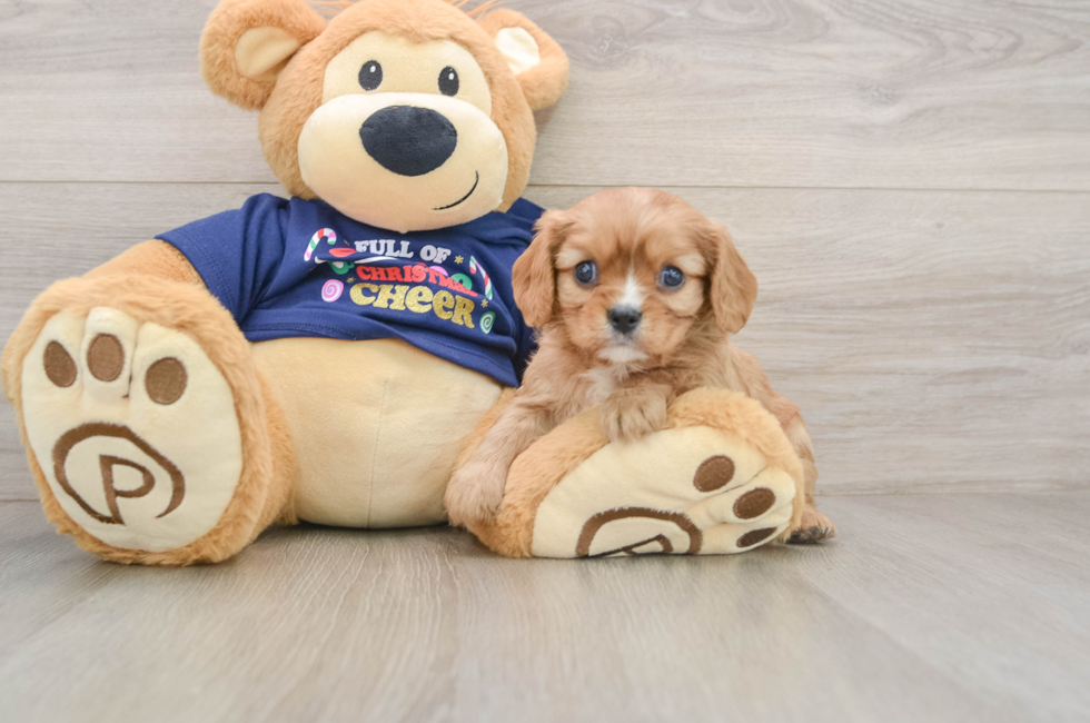 5 week old Cavalier King Charles Spaniel Puppy For Sale - Windy City Pups