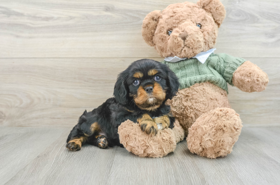 6 week old Cavalier King Charles Spaniel Puppy For Sale - Windy City Pups