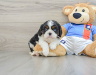 6 week old Cavalier King Charles Spaniel Puppy For Sale - Windy City Pups