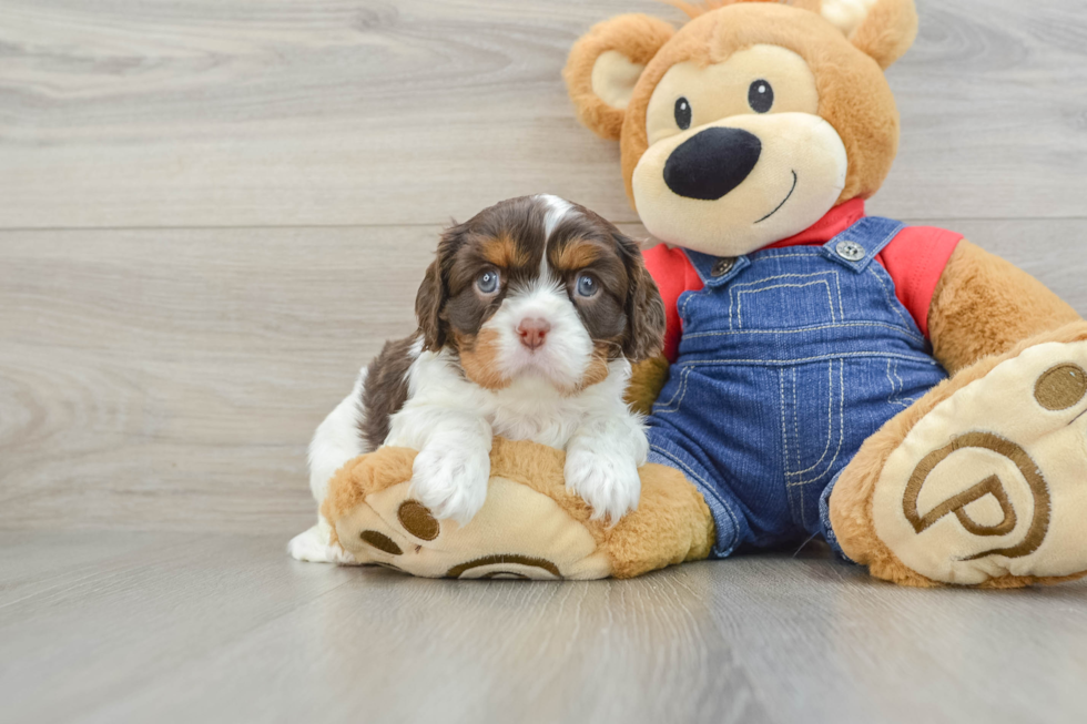 Cavalier King Charles Spaniel Puppy for Adoption