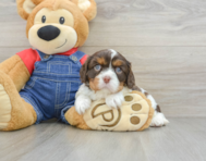 8 week old Cavalier King Charles Spaniel Puppy For Sale - Windy City Pups