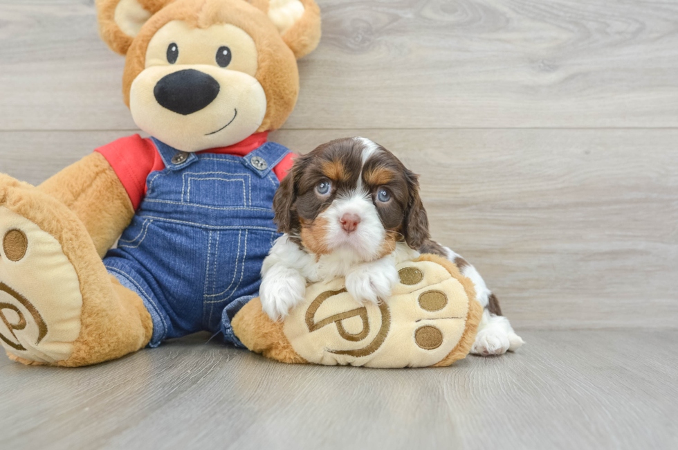 8 week old Cavalier King Charles Spaniel Puppy For Sale - Windy City Pups