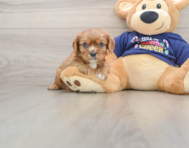 5 week old Cavalier King Charles Spaniel Puppy For Sale - Windy City Pups