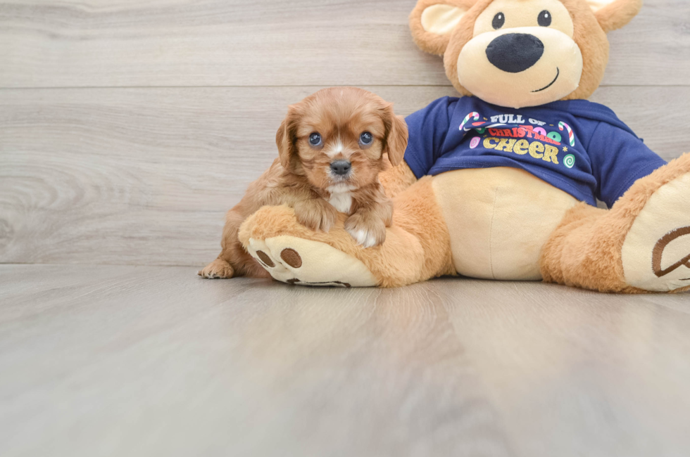 5 week old Cavalier King Charles Spaniel Puppy For Sale - Windy City Pups