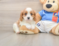 6 week old Cavalier King Charles Spaniel Puppy For Sale - Windy City Pups