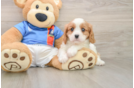 Cavalier King Charles Spaniel Puppy for Adoption