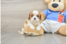 Energetic Cavalier Purebred Puppy