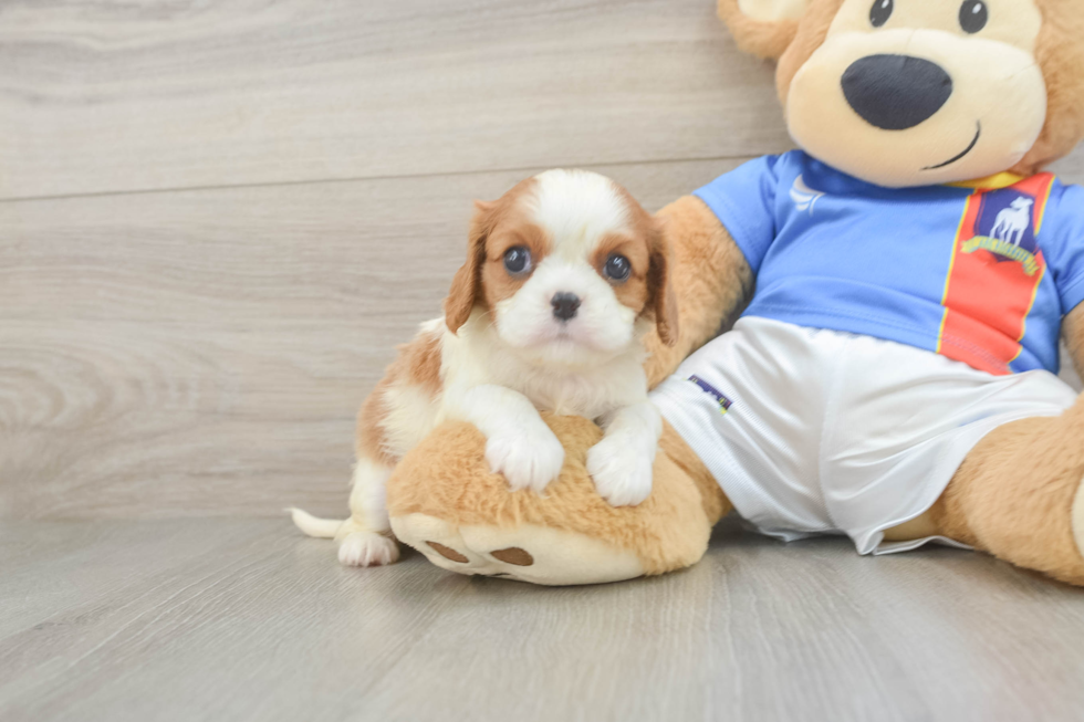 Energetic Cavalier Purebred Puppy