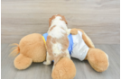 Playful Cavalier King Charles Spaniel Purebred Pup