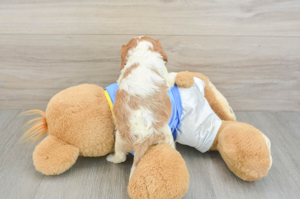 Playful Cavalier King Charles Spaniel Purebred Pup
