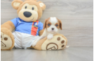 Akc Registered Cavalier King Charles Spaniel Baby