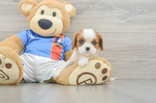Akc Registered Cavalier King Charles Spaniel Baby