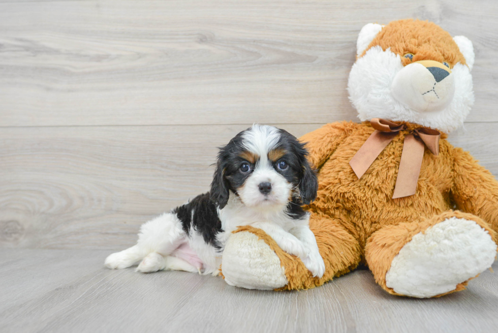 Hypoallergenic Cavalier King Charles Spaniel Purebred Pup