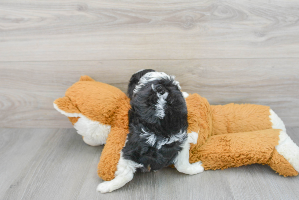 Cavalier King Charles Spaniel Pup Being Cute