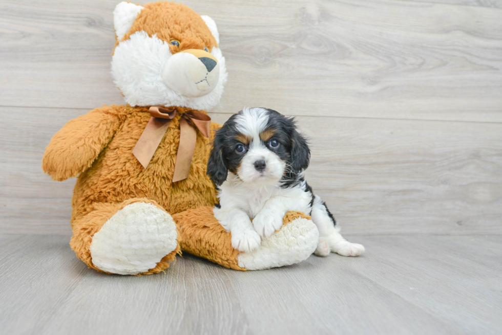 Best Cavalier King Charles Spaniel Baby