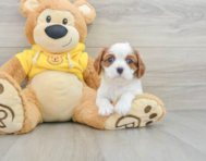 6 week old Cavalier King Charles Spaniel Puppy For Sale - Windy City Pups