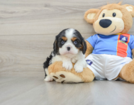 6 week old Cavalier King Charles Spaniel Puppy For Sale - Windy City Pups