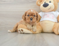 5 week old Cavalier King Charles Spaniel Puppy For Sale - Windy City Pups