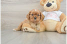 Little Cavalier King Charles Spaniel Purebred Pup