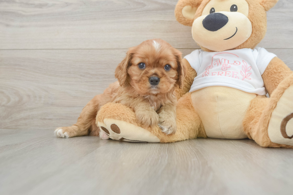 Little Cavalier King Charles Spaniel Purebred Pup