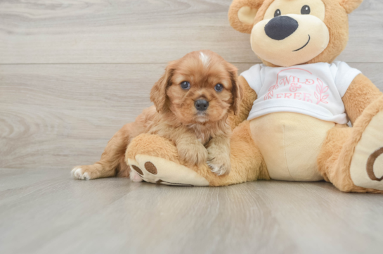 Little Cavalier King Charles Spaniel Purebred Pup