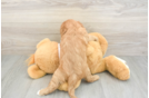 Little Cavalier King Charles Spaniel Purebred Pup