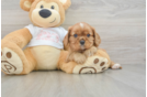 Energetic Cavalier Purebred Puppy