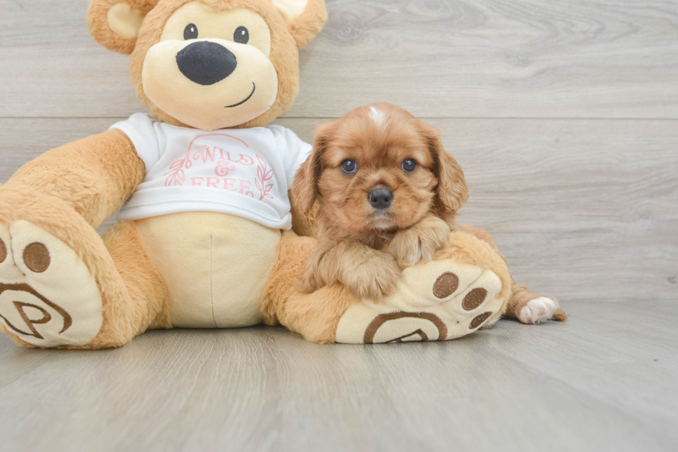 Energetic Cavalier Purebred Puppy
