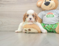 5 week old Cavalier King Charles Spaniel Puppy For Sale - Windy City Pups