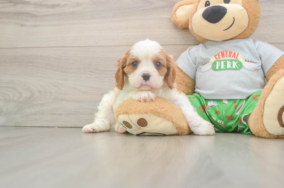 5 week old Cavalier King Charles Spaniel Puppy For Sale - Windy City Pups