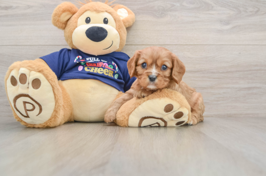 Friendly Cavalier King Charles Spaniel Purebred Pup