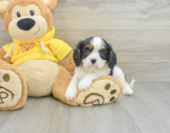 9 week old Cavalier King Charles Spaniel Puppy For Sale - Windy City Pups