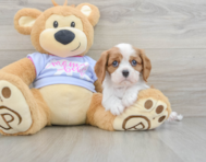 5 week old Cavalier King Charles Spaniel Puppy For Sale - Windy City Pups