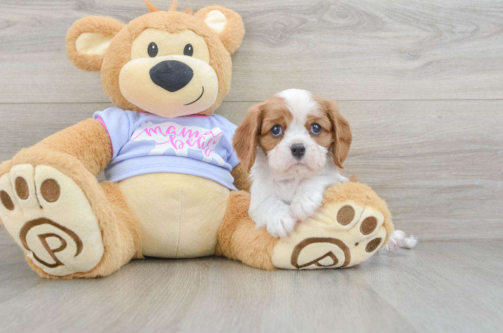 5 week old Cavalier King Charles Spaniel Puppy For Sale - Windy City Pups