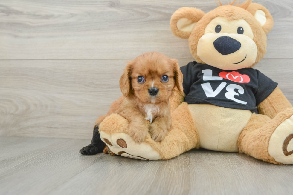 Cavalier King Charles Spaniel Pup Being Cute