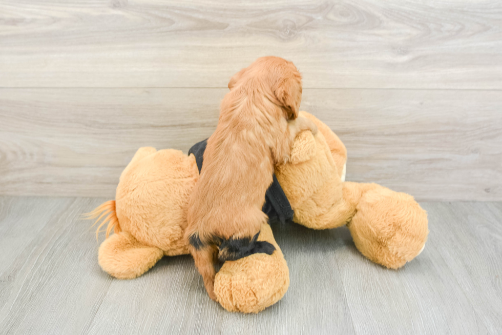 Happy Cavalier Purebred Puppy