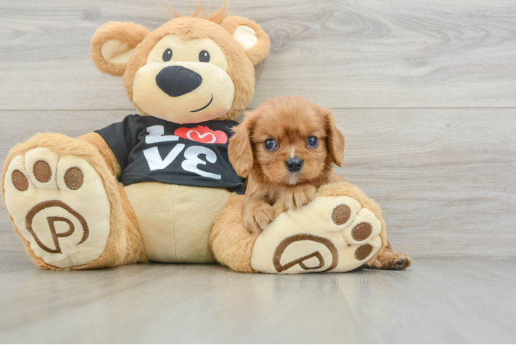 Cavalier King Charles Spaniel Pup Being Cute