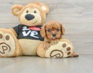 5 week old Cavalier King Charles Spaniel Puppy For Sale - Windy City Pups