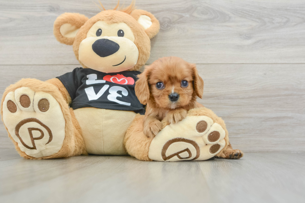 Cavalier King Charles Spaniel Pup Being Cute