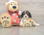 5 week old Cavalier King Charles Spaniel Puppy For Sale - Windy City Pups