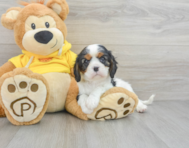 9 week old Cavalier King Charles Spaniel Puppy For Sale - Windy City Pups