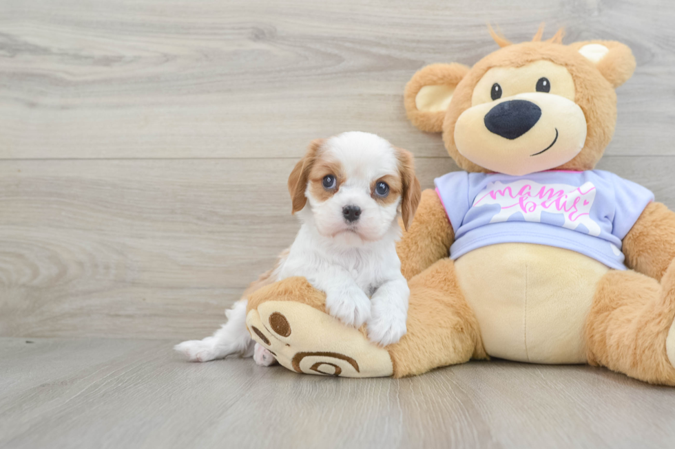 Best Cavalier King Charles Spaniel Baby